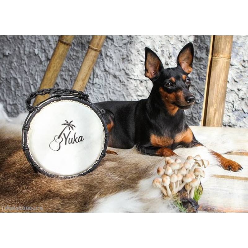 Фото YUKA DJWN010-20BR2 - Джембе с верёвочной настройкой Юка